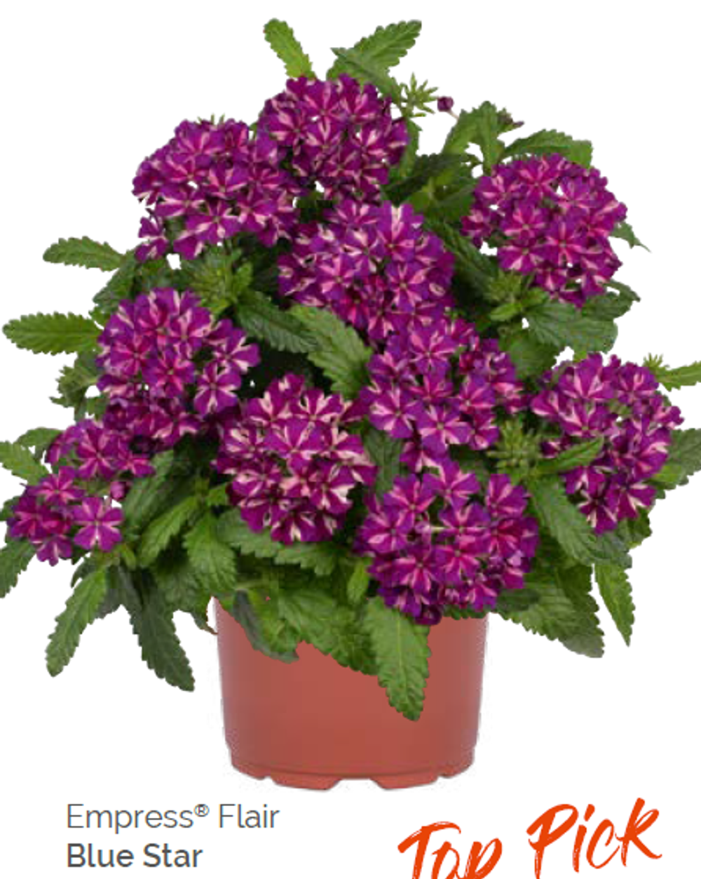 Empress Flair Blue Star укорененный черенок ОКС февраль 26 Dummen Orange