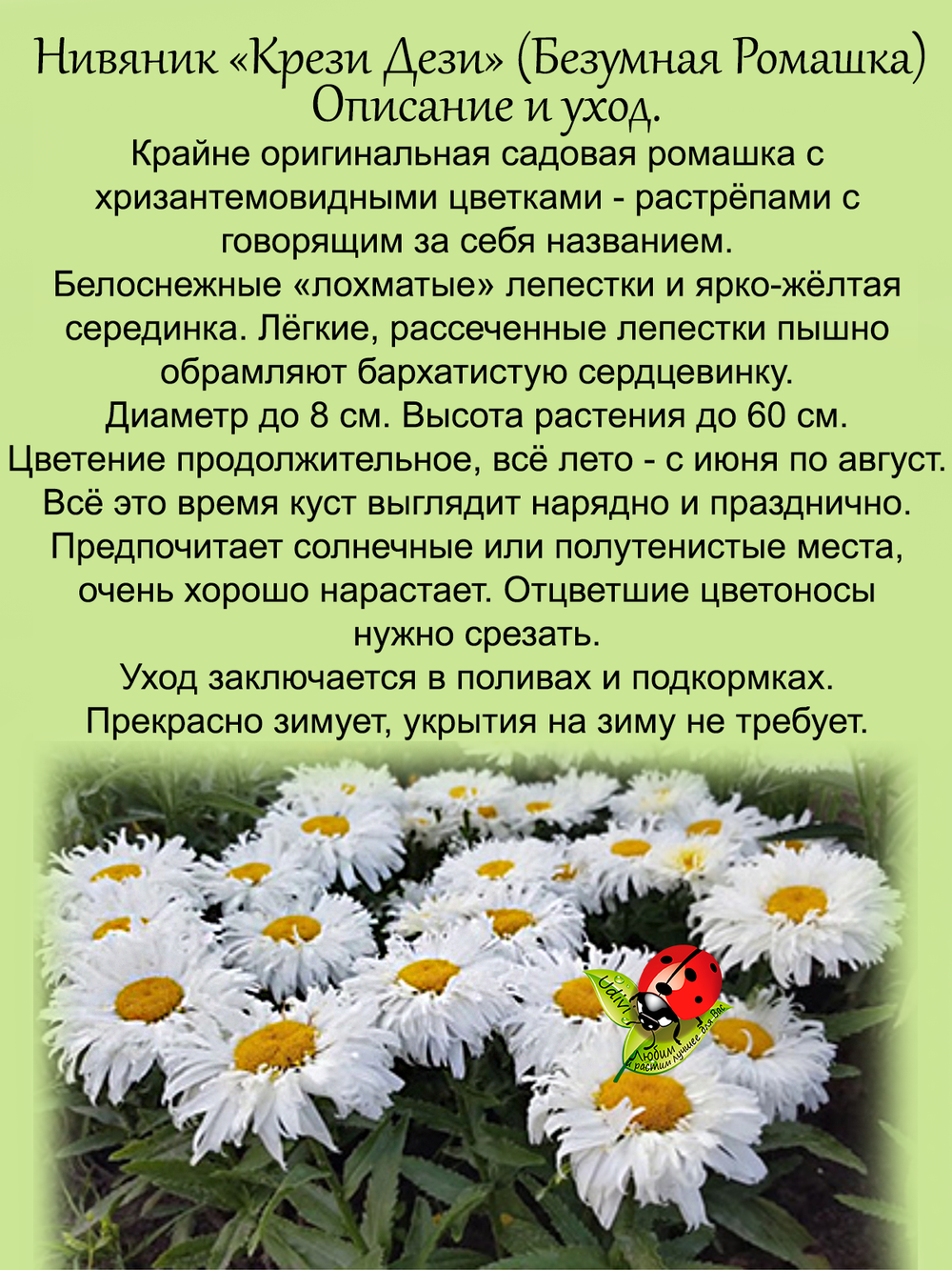 Ромашка Крези Дези садовая Нивяник