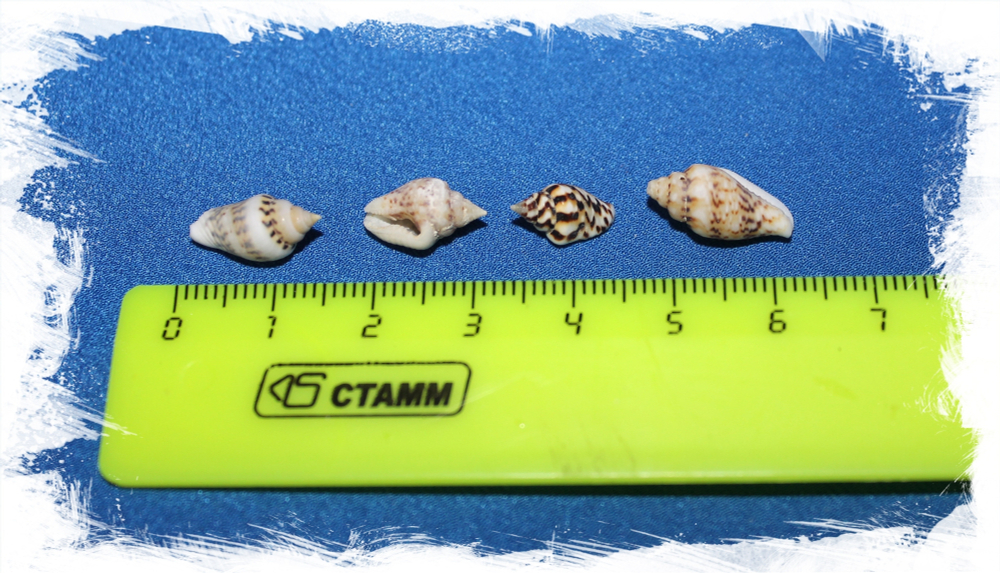 Насса размер