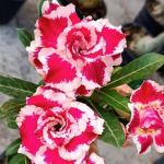 Адениум обесум SILVER ROSE