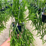 Хуперция H.TRIANGLE SATUN