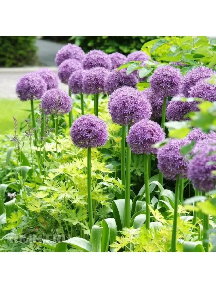 Лук декоративный Гладиатор Закупка М82 осень 2026