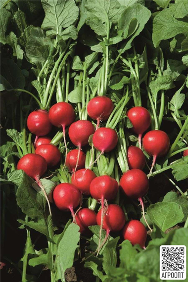 Регге семена редиса (Bejo / Бейо) урожай – фото 2