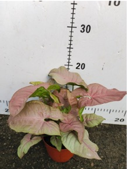 Сингониум Pink Beauty д.11