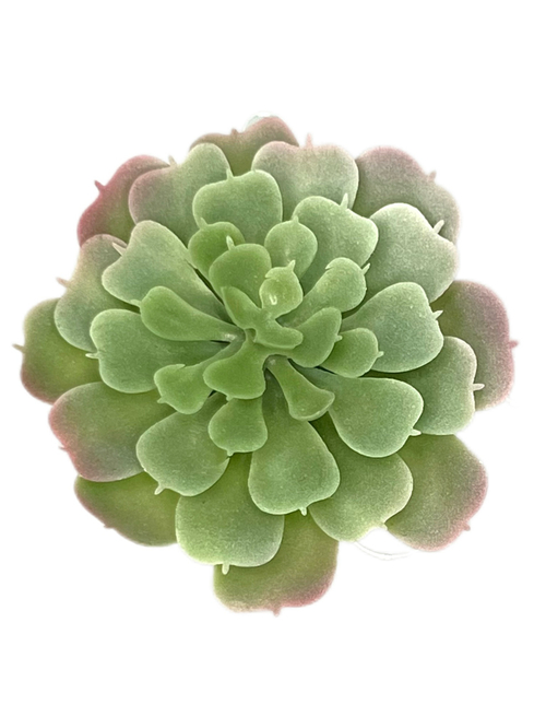 Суккулент 108 сизый