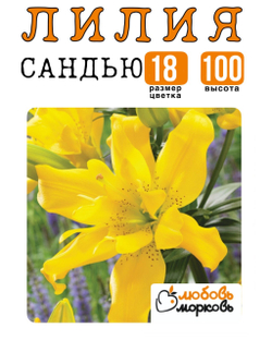Лилия Луковица, Сандью, ЛА-гибрид, 1 шт