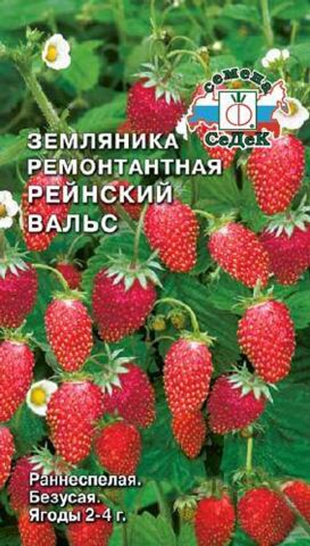 Земляника Рейнский Вальс