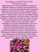 Калибрахоа Пинк а дот махровая