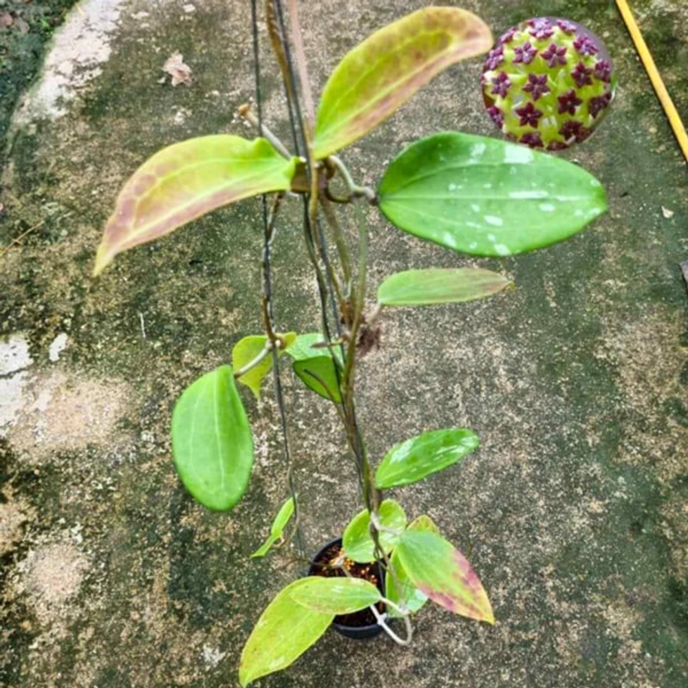 Хойя CINNAMOMIFOLIA