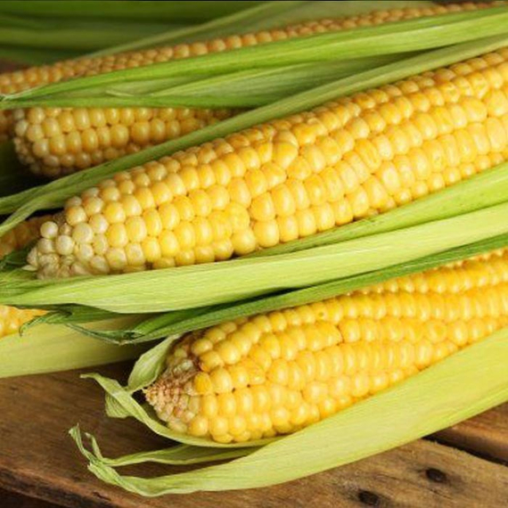 Саммер Cвит F1 семена кукурузы (Syngenta / ALEXAGRO) культура