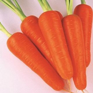 Морковь Абако F1 50  грамм