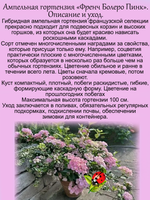 Злак Лисохвост золотой Ареовариегатус многолетний