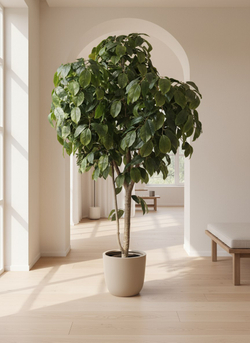 Хлебное дерево 280см в кашпо