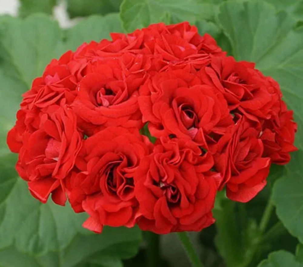 Пеларгония Rosebud Red укорененный черенок окс