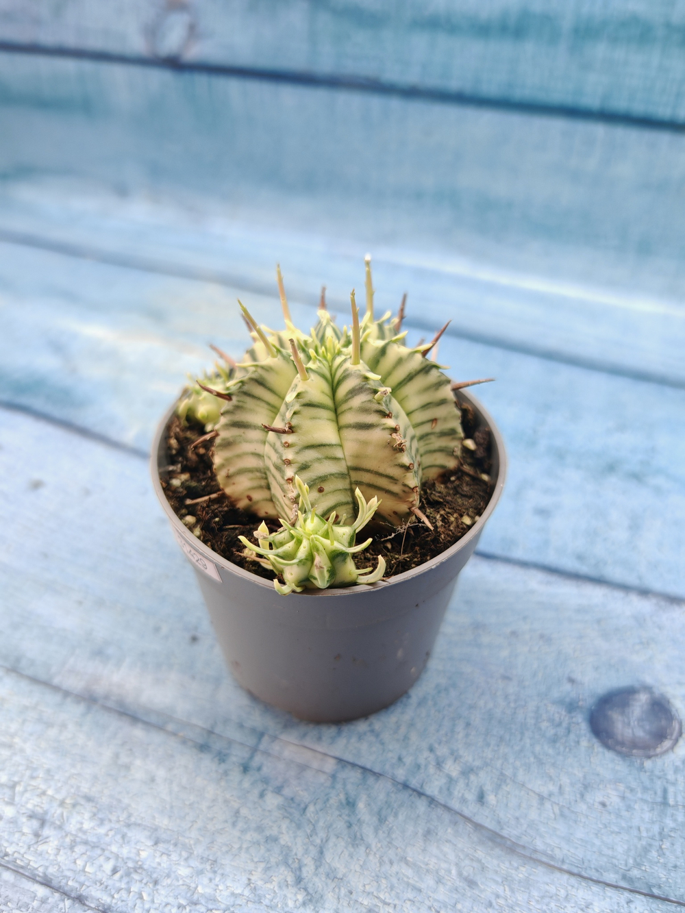 Euphorbia meloformis f. Variegated (Эуфорбия вариегатная)