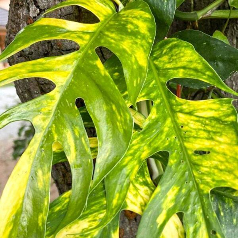 Эпипремнум PINNATUM GOLDEN FLAME MATURE