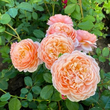 Элизабет Стюарт (Elizabeth Stuart)