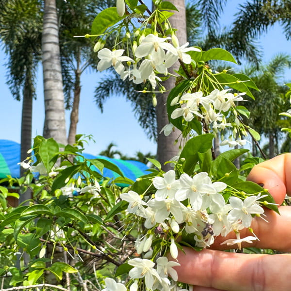 Райтия священная – Wrightia religiosa