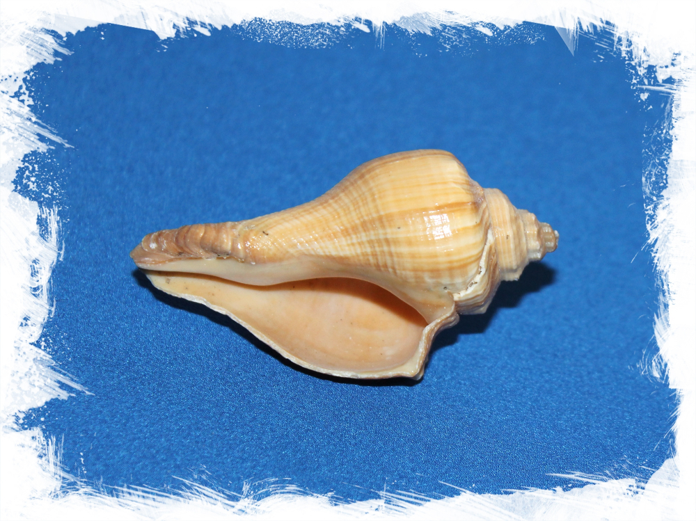 Хемифусус Пужилинус