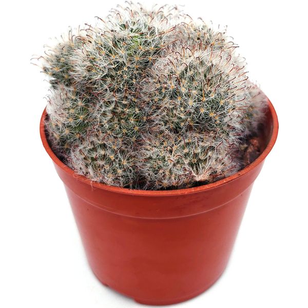Маммиллярия (Mammillaria sp.)