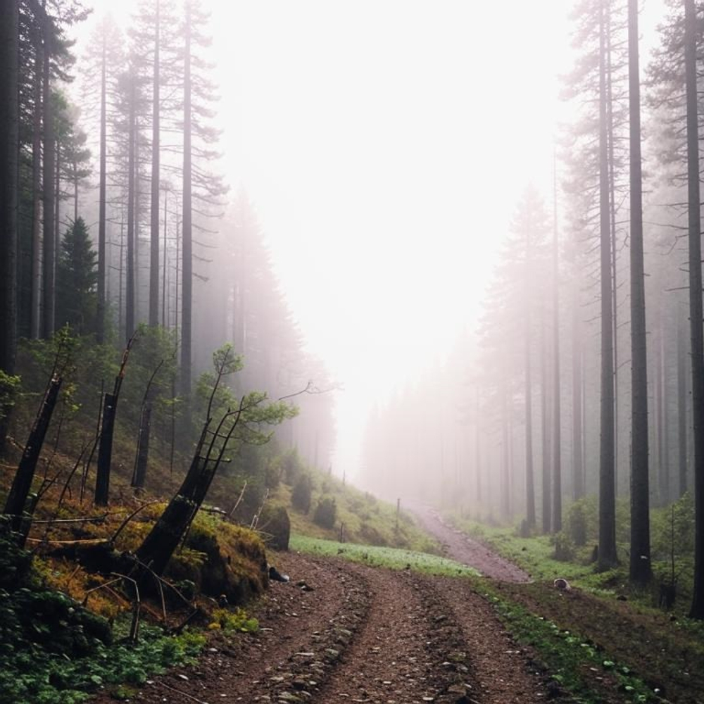 Туманный Лес