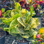 Кротон SERM BARAMEE