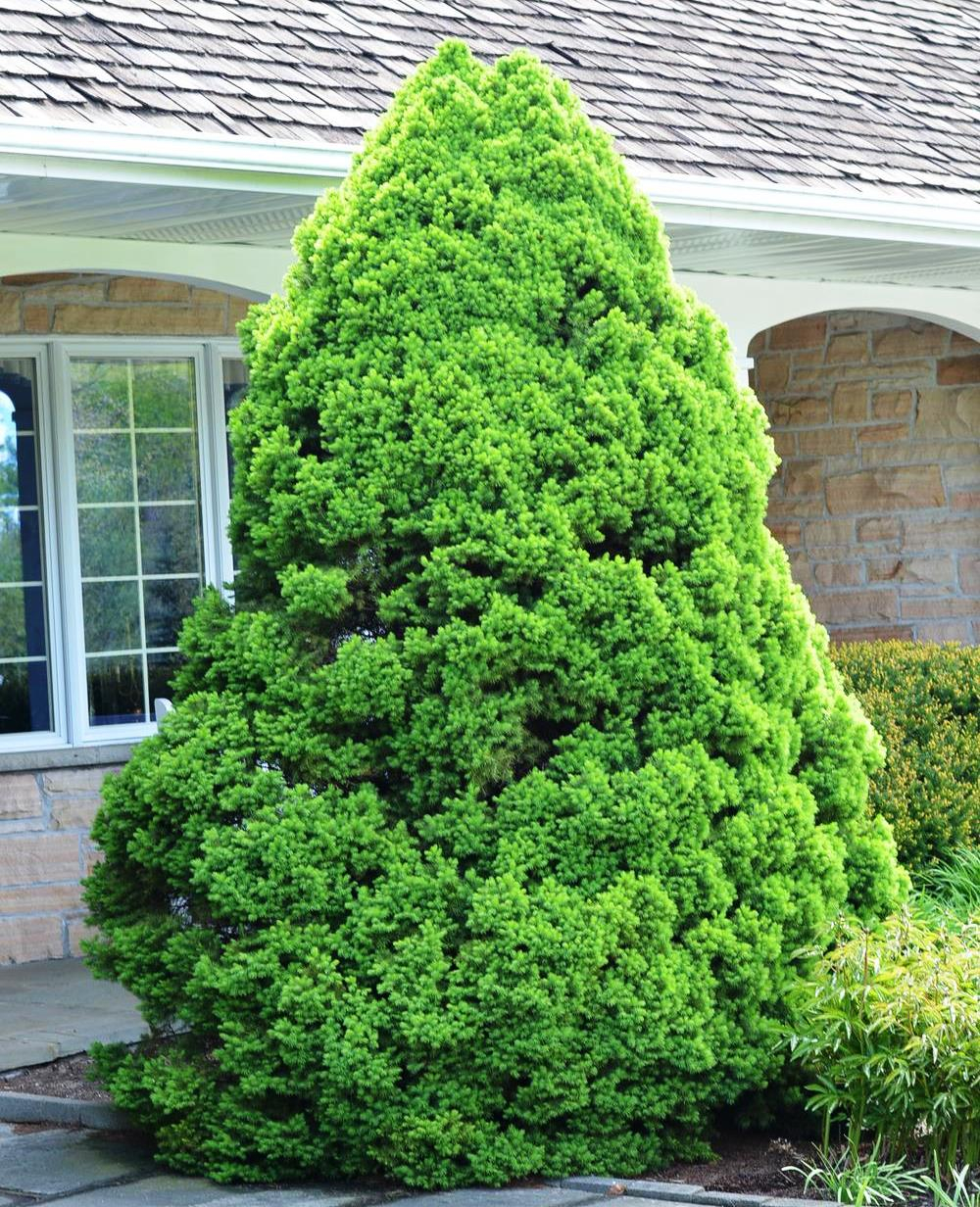 Ель канадская Conica December