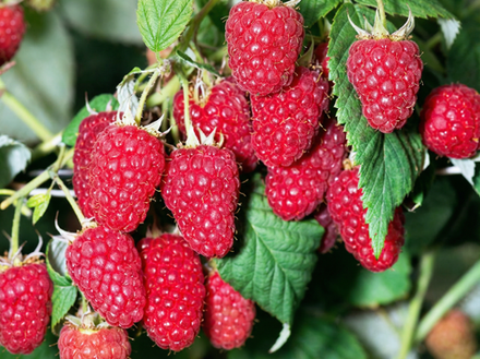 Саженец Малины «Маросейка» ( Абсолютно бесшипная, Сладкая и ароматная, Летняя)