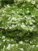 Хлопья - слюда 88306 Нежная мята прозрачный глянец - для литья изделий и творчества