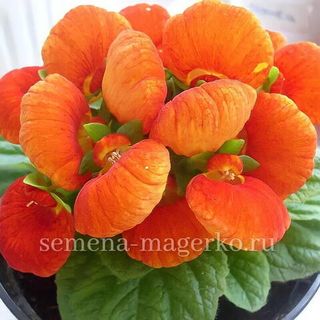 Кальцеолярия Даинти Бронз F1  100 семян