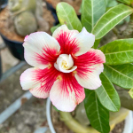 Адениум обесум 374