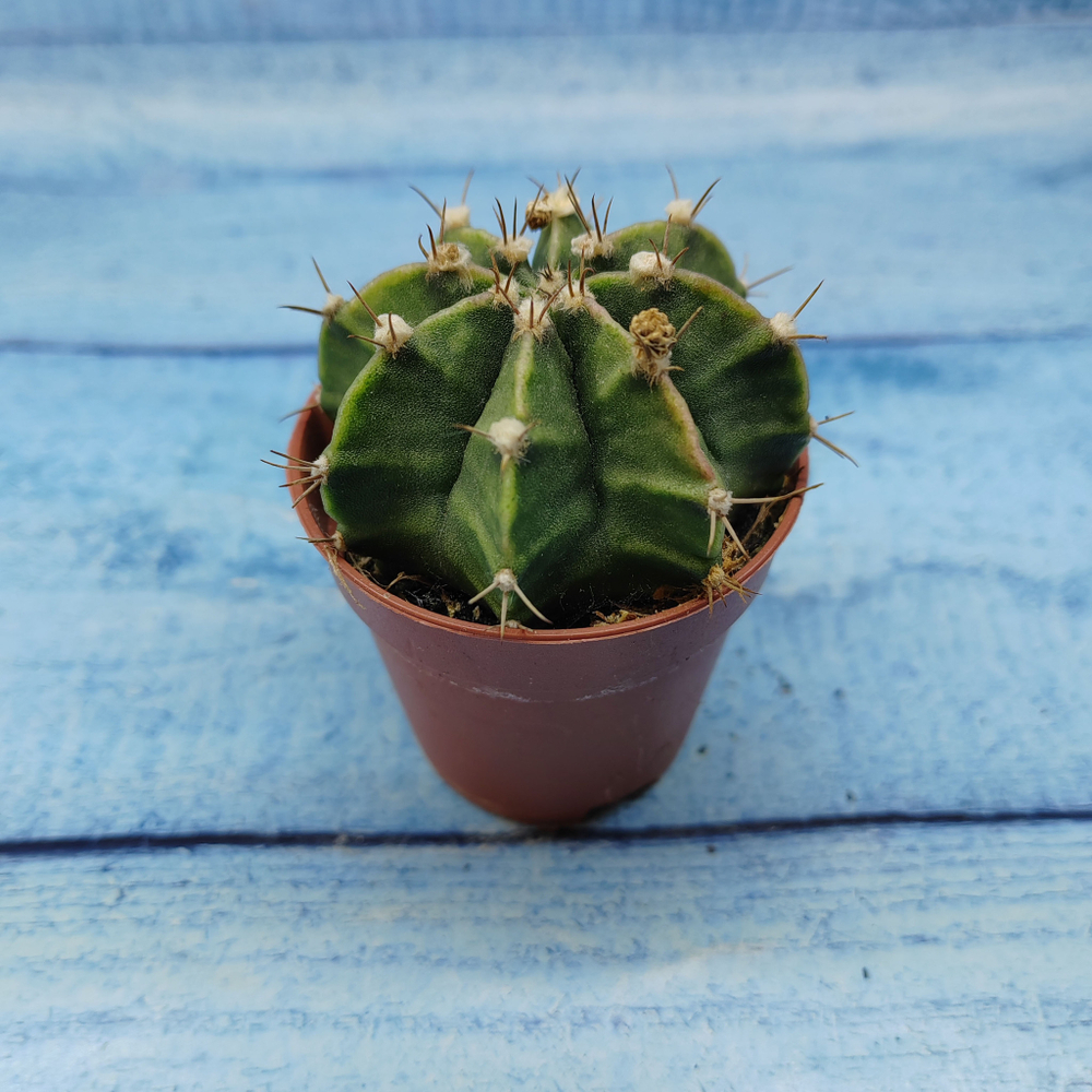 Gymnocalycium Friedrichii (Гимнокалициум)