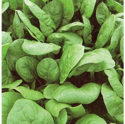 АПОЛЛО F1 семена шпината (Sakata | Alexagro)