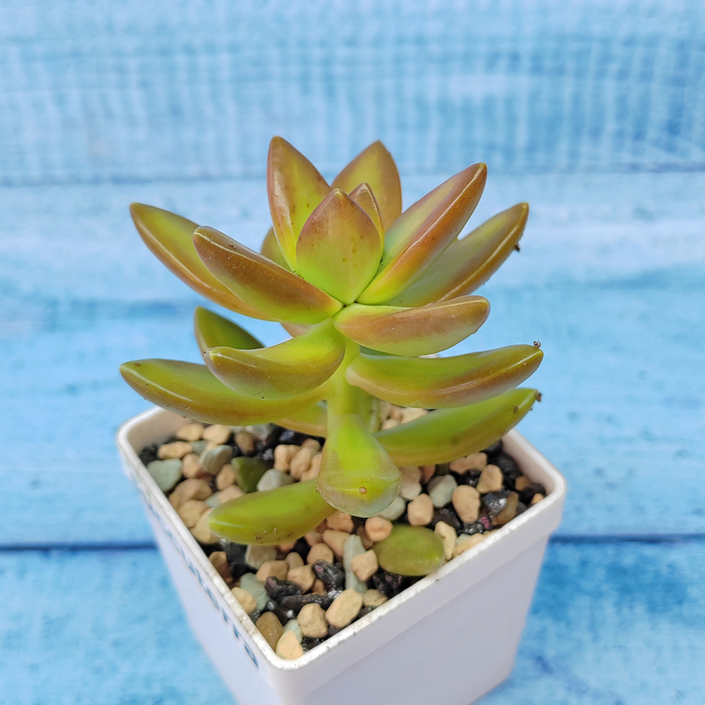Sedum Nussbaumerianum (Седум)