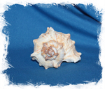 Мурекс Ветвистый до 9 см