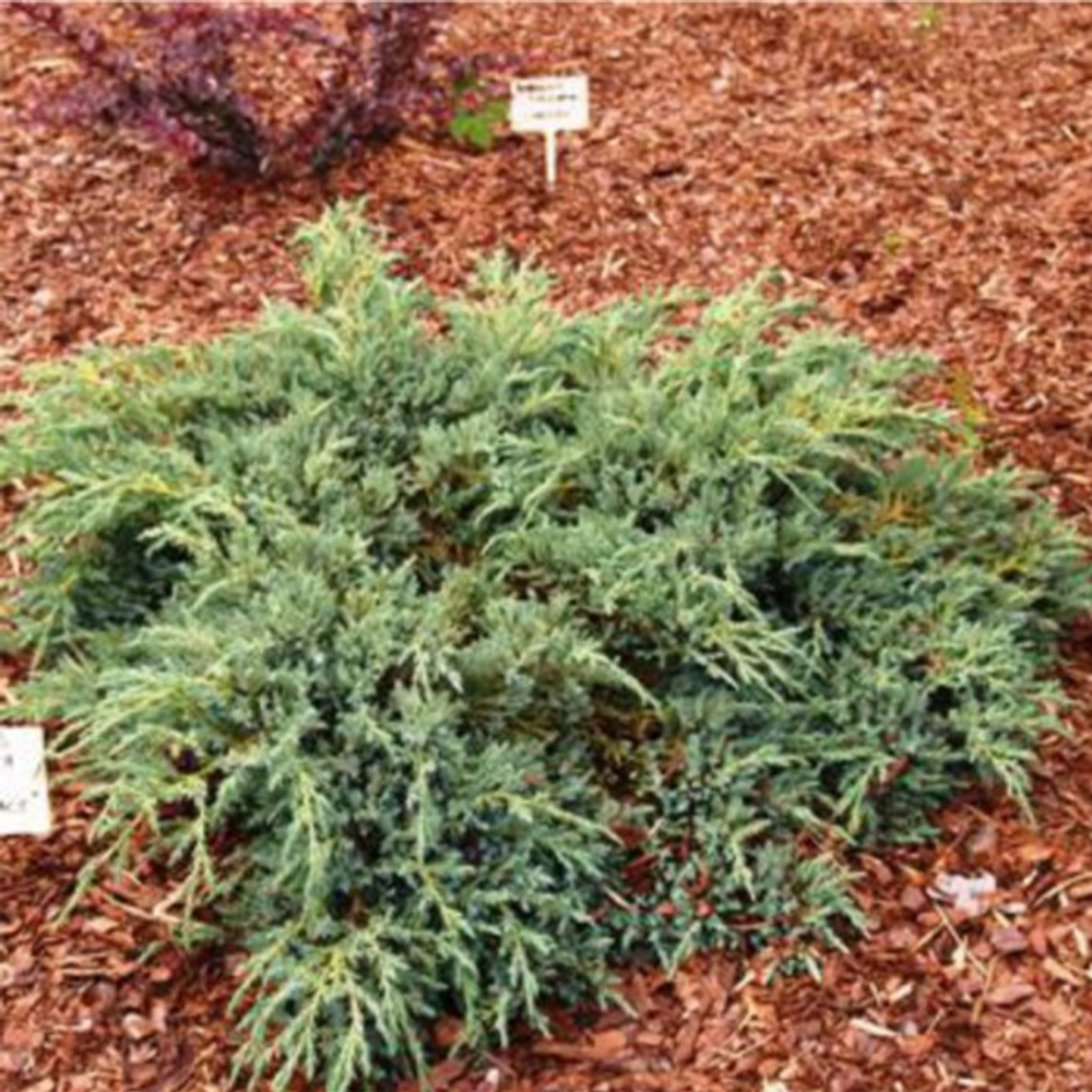 Можжевельник чешуйчатый Блю Компакт  C2 15-20