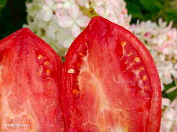 Орхидский Долговест сорт томата