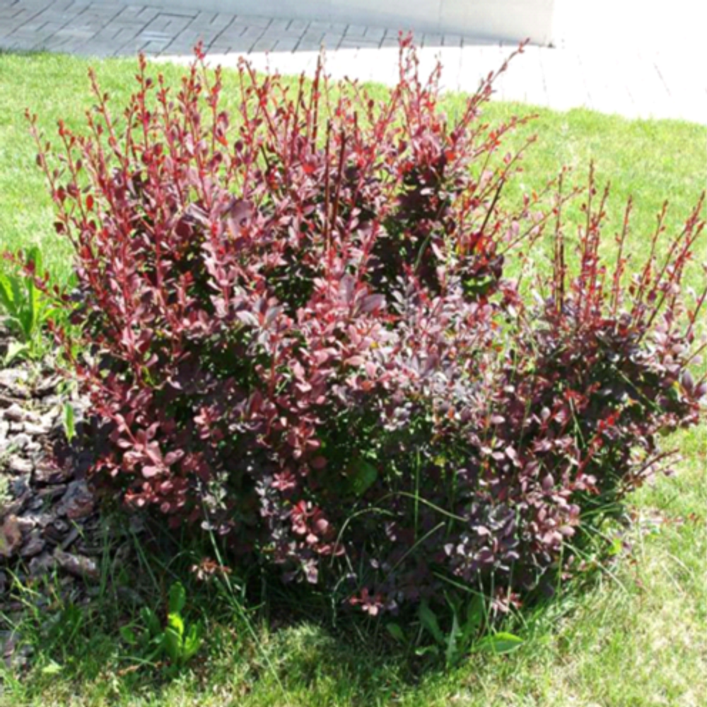 Барбарис оттавский Суперба С5 60-80