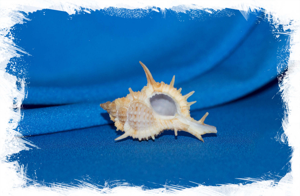 Раковина Murex formosus