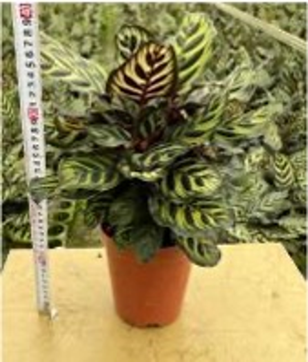 Калатея makoyana д.14