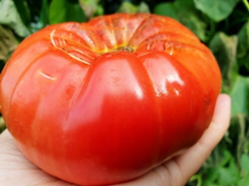 Гигант Боери / Gigante Boeri