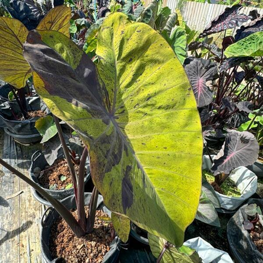 Колоказия BLACK NAPE