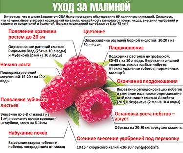 Малина отплодоносила? Самое время подкормить её для второго урожая!