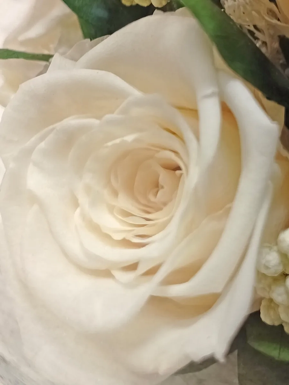 натуральные кустовые розы в стекле, вакуум