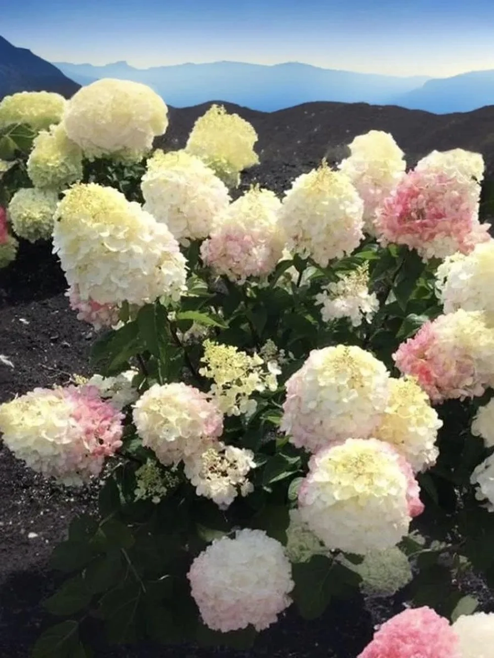 Гортензия метельчатая Литл Блоссом