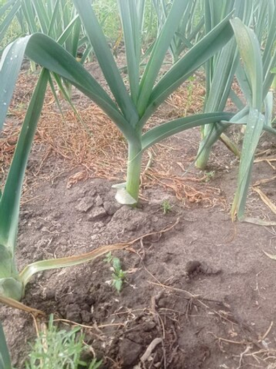 Лук порей молодой