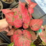 Каладиум AKIRA