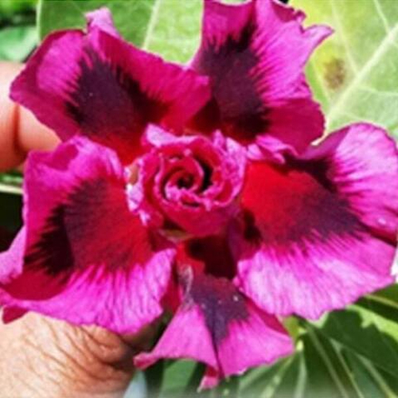 Адениум обесум PURPLE STAR