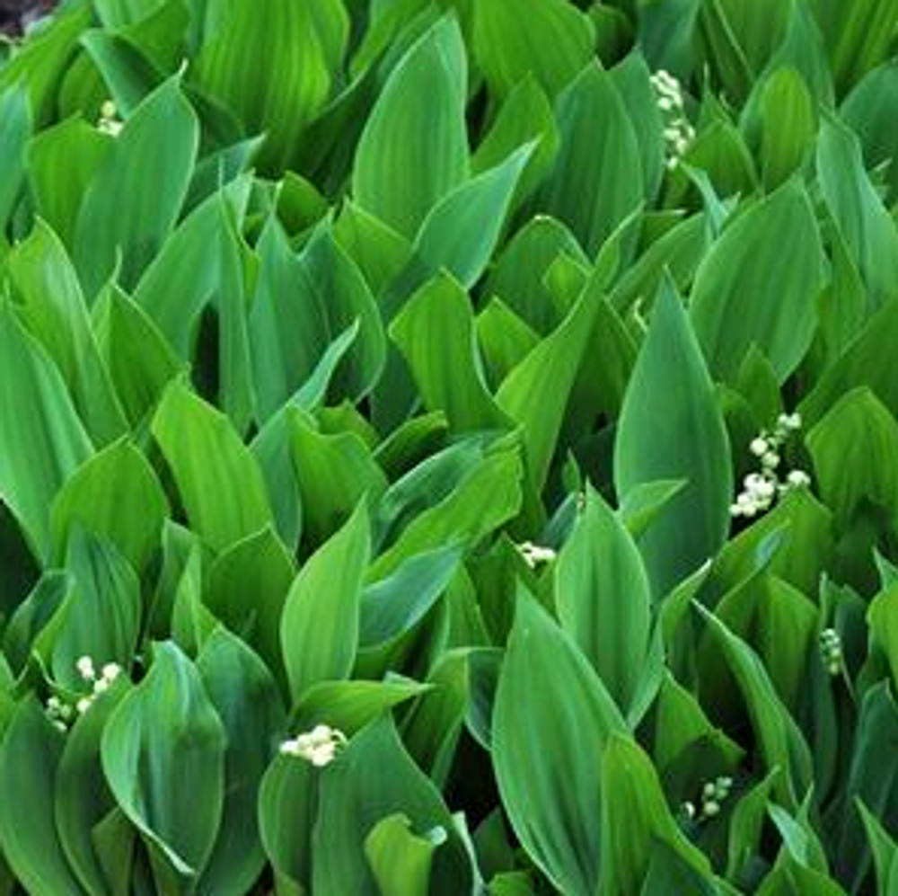 Ландыш майский. Convallaria majalis L.