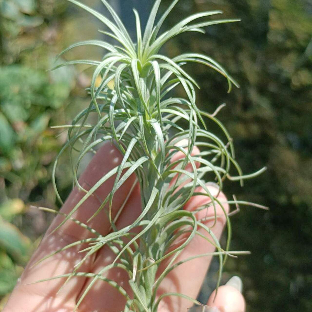 Тилландсия tenuifolia Bonsall Beauty
